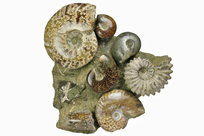 Tall, Composite Ammonite Fossil Display - Madagascar #175816